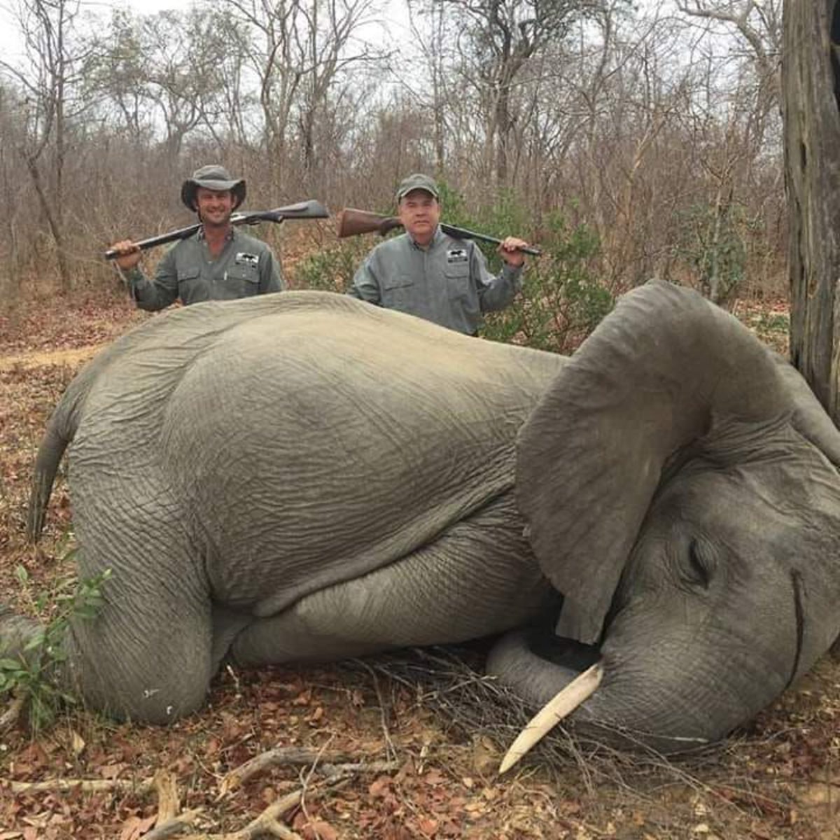 Empresário estadunidense mata dois bebês elefantes no Zimbábue - Vegazeta