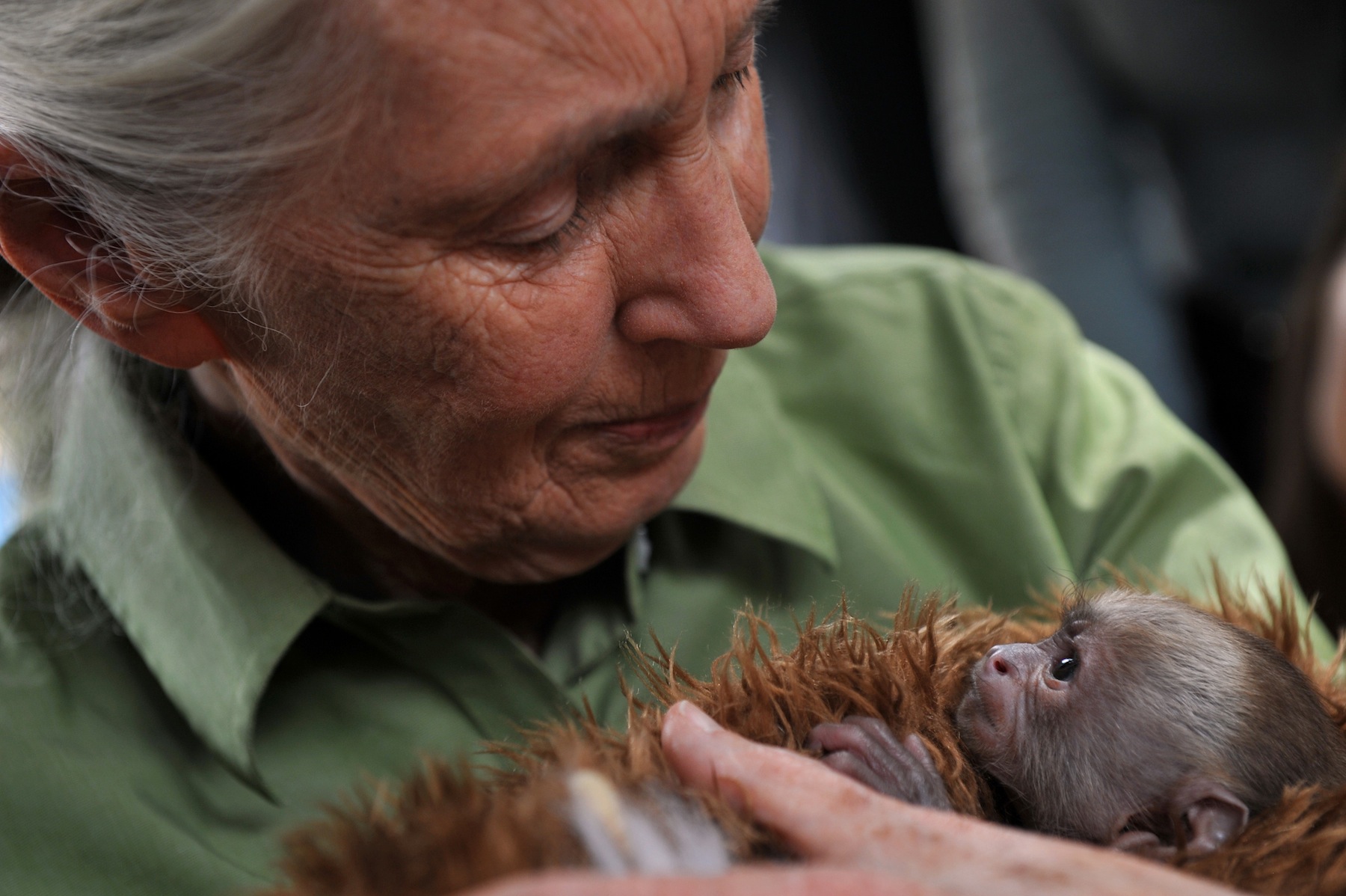 Jane Goodall completa 85 anos - Vegazeta