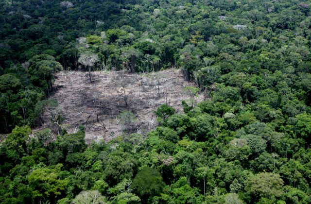 Wwf Brasil Defende Que Dados Do Inpe Sobre Desmatamento São Confiáveis Vegazeta 