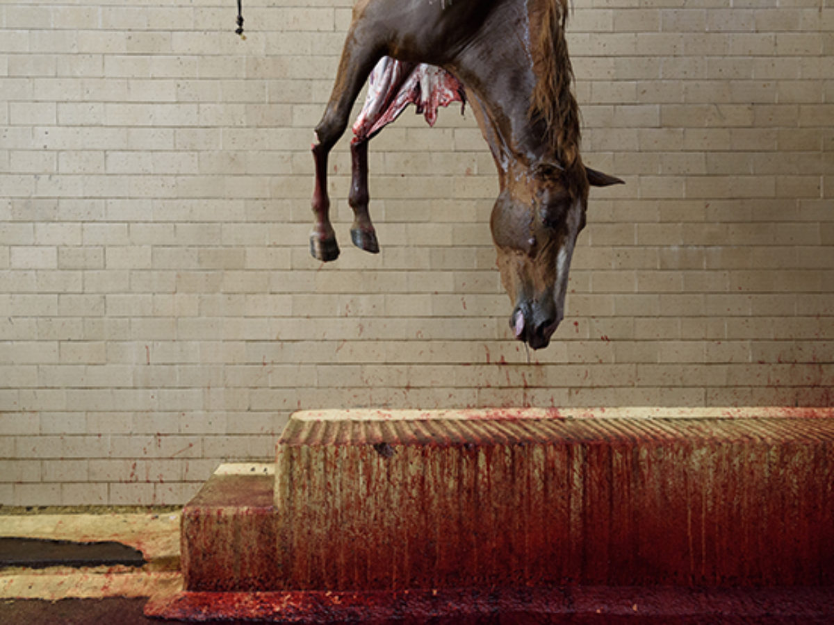 Cavalos têm triste fim nos matadouros - Vegazeta