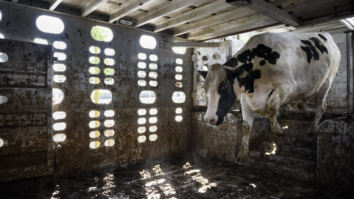 Cavalos têm triste fim nos matadouros - Vegazeta