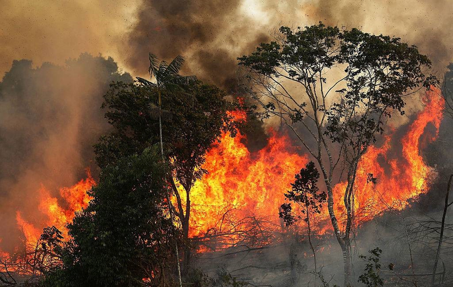 Japão doa R mi para combate a incêndios na Amazônia Vegazeta