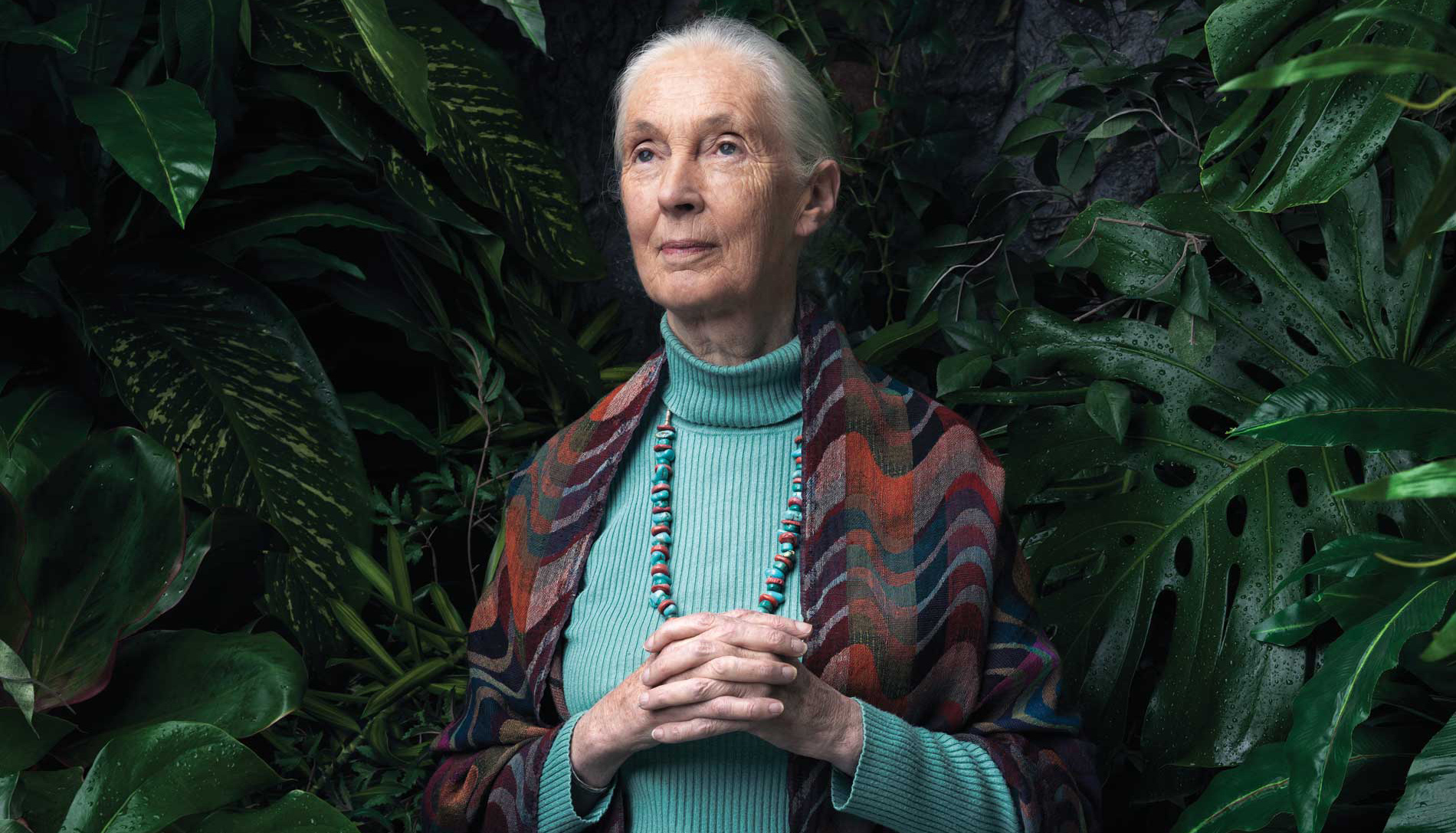 Português) Jane Goodall Diz que Devemos Deixar os Animais em Paz.