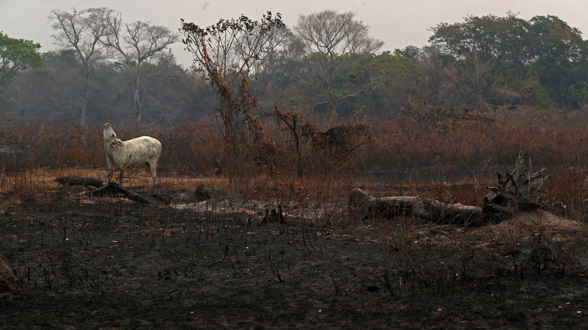 Pantanal Mais Um Bioma Sendo Destru Do Pela Pecu Ria Vegazeta