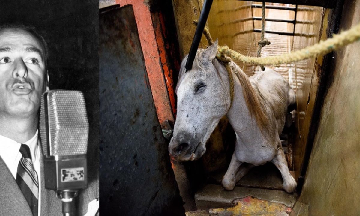 Há 60 anos, deputado tentou proibir abate de cavalos e mulas no