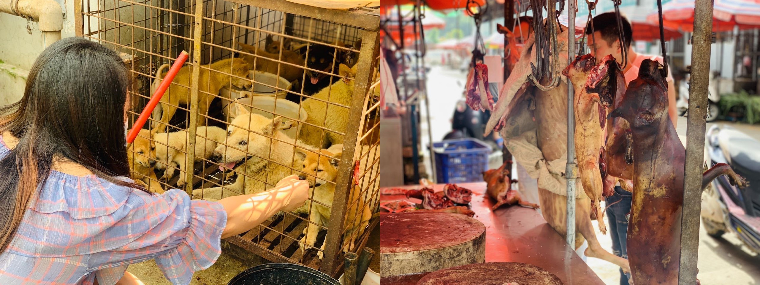 Yulin. O festival de carne de cão que indigna a maioria dos chineses