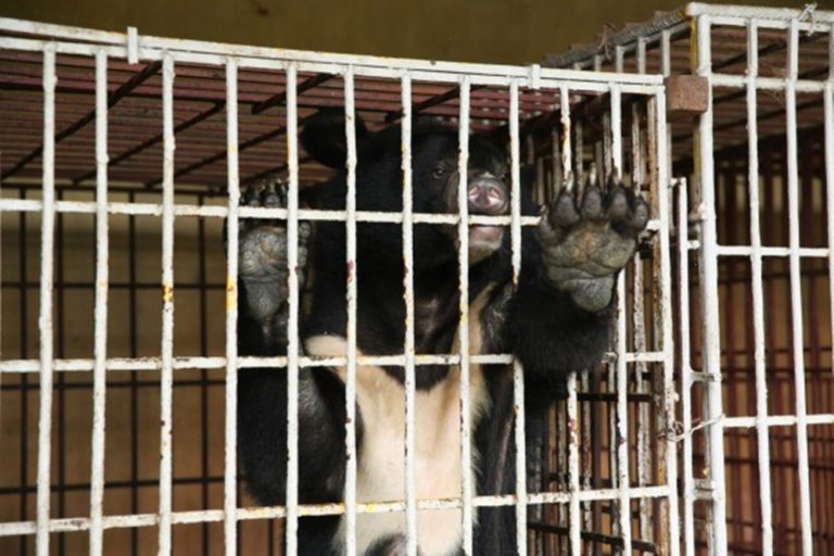 Embaixada do Vietnã no Brasil recebe pedido de apoio para acabar com a indústria de bile de urso Embaixada do Vietnã no Brasil recebe pedido de apoio para acabar com a indústria de bile de urso