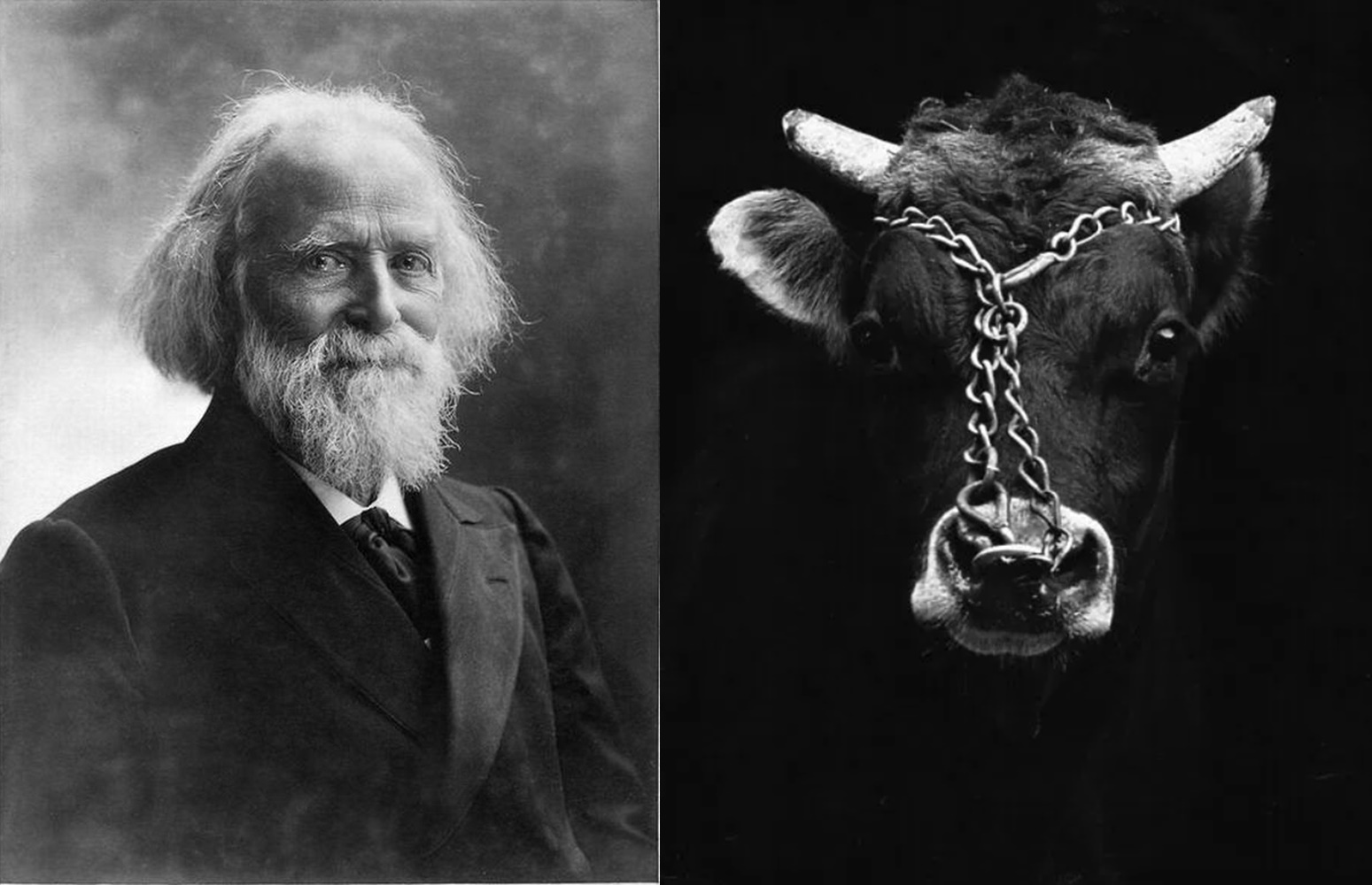 Élisée Reclus e um olhar sobre a exploração animal no Brasil em 1893