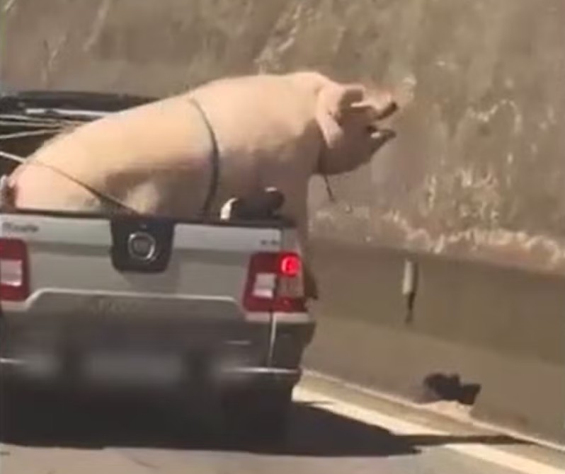 Por que se incomodar com a situação de um porco e ignorar os outros