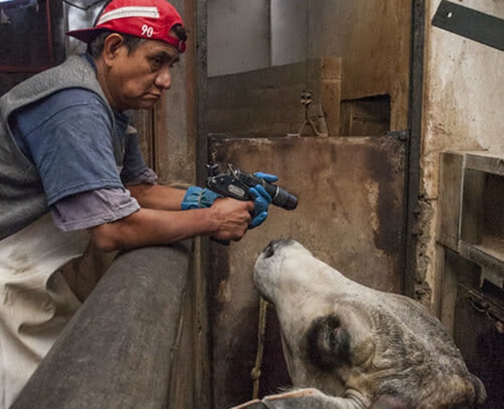 Um relato sobre a contradição de produzir soja para alimentar animais que serão mortos para consumo