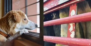 Animais, pela ética do amor ou do cuidado?