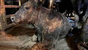 Por que a compaixão pelos animais é especista