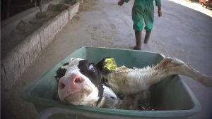 O mercado está cooptando o veganismo?