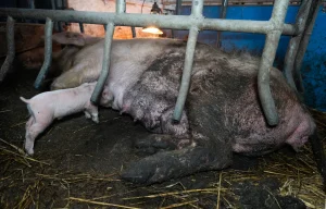 Os animais merecem mais do que não sofrer