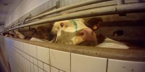 títuloPor que o movimento vegano tem menos impacto do que poderia ter? 