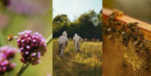 Abelhas só importam porque são úteis?