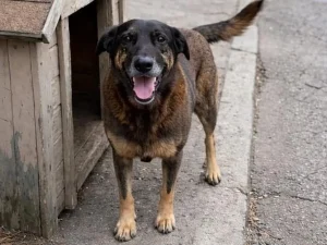 E se Orelha não fosse um “cão comunitário”?