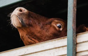 Por que a fé cega no mercado pode ser a derrota do veganismo