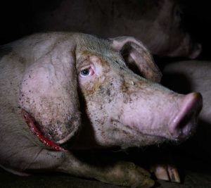 A importância de um veganismo pós-economicista para a libertação animal