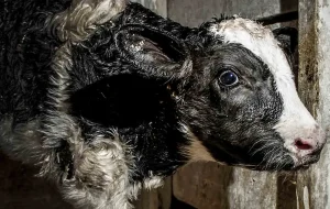 O bezerro no prato e o som de tripa de carneiro