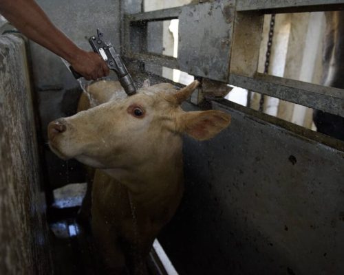 E se voce fosse insensibilizado e morto contra a sua vontade