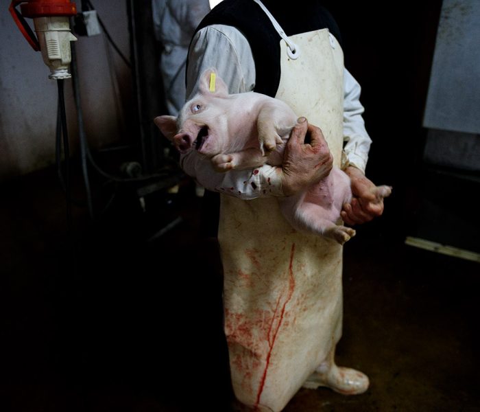 Foi o fator econômico que acabou com a escravidão e levará à libertação animal