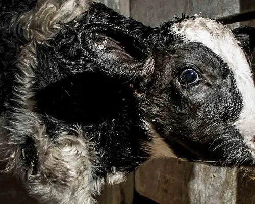 O bezerro no prato e o som de tripa de carneiro