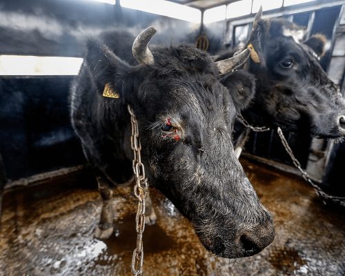 O especismo é a raiz das opressões