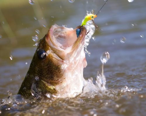 O peixe não se reconhece como um fim no ser humano