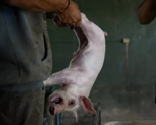Por que ser cruel com os animais