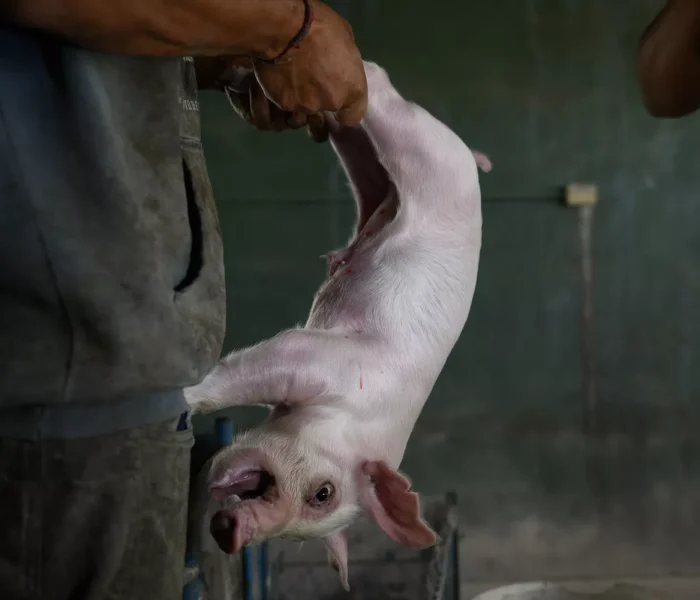 Por que ser cruel com os animais