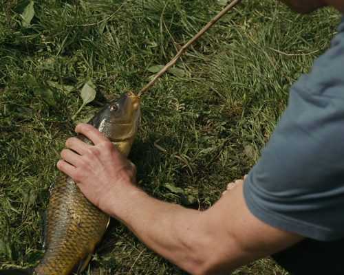Quem gostaria de sofrer como um peixe