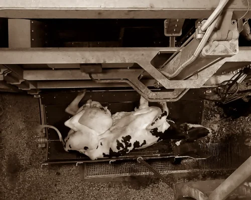 Ser vegano é coisa de mulher