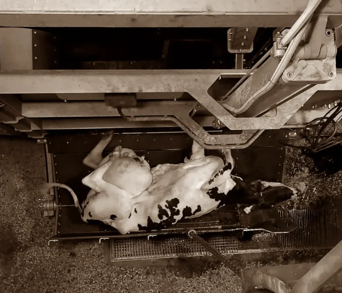 Ser vegano é coisa de mulher